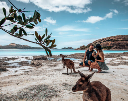 Esperance Beach Kangaroo